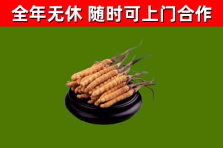 南京回收散虫草