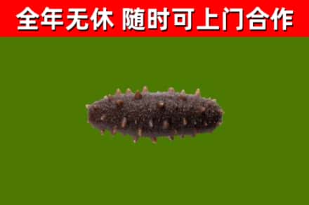 南京回收海参干